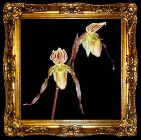 framed  unknow artist Realistic Orchis, ta009-2